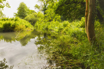 Картинка природа реки озера река лес