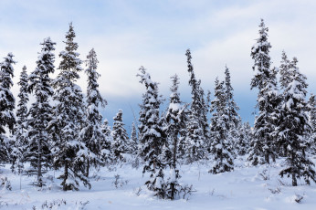 Картинка природа зима снег