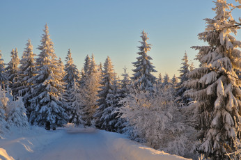 Картинка природа зима снег