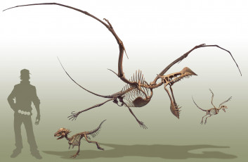 Картинка аниме pokemon чудище существо чудовище монстр