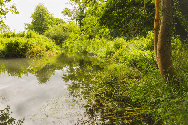 Обои картинки фото природа, реки, озера, река, лес