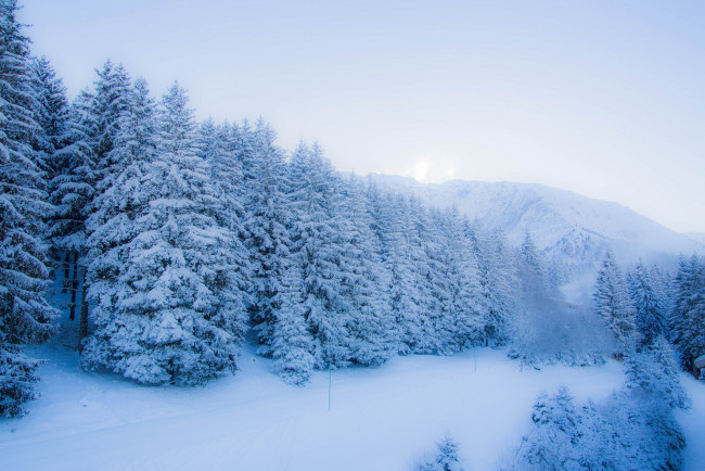 Обои картинки фото природа, зима, снег