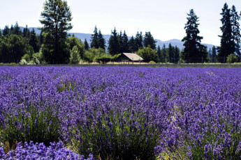 Картинка природа поля лаванда