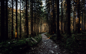 Картинка природа лес тропа сосны