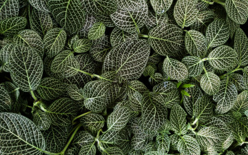 Картинка природа листья пестрые