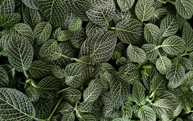 Обои картинки фото природа, листья, пестрые