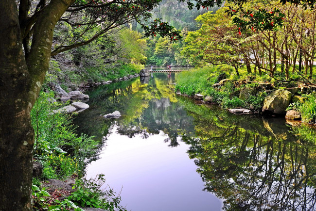 Обои картинки фото природа, парк, отражение, водоем