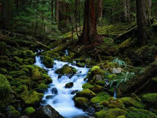 Картинка природа реки озера лес ручей мох камни