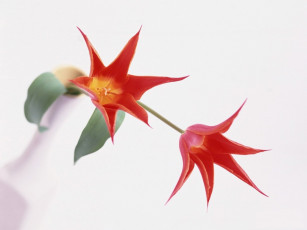 Картинка цветы тюльпаны