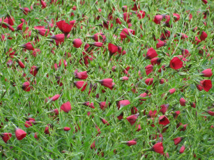 Картинка цветы