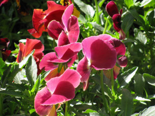 Картинка цветы анютины глазки садовые фиалки