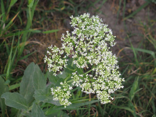 Картинка цветы луговые полевые