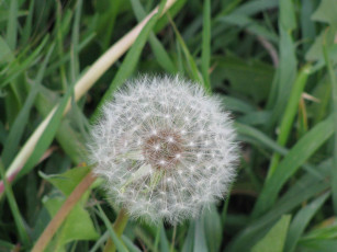 Картинка цветы одуванчики