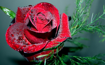 Картинка цветы розы