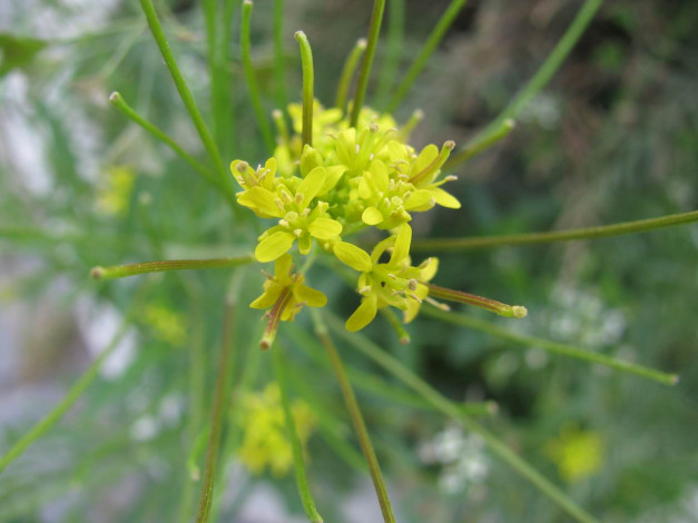 Обои картинки фото цветы