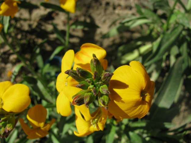 Обои картинки фото цветы