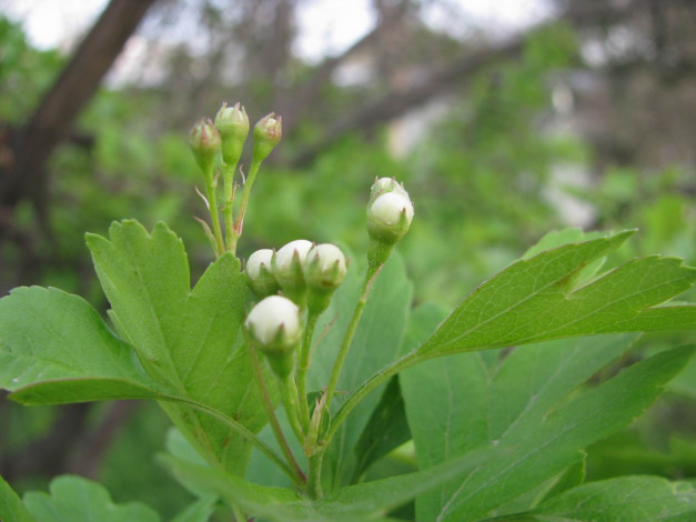 Обои картинки фото цветы, цветущие, деревья, кустарники