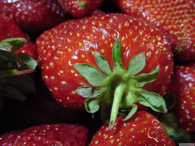 Обои картинки фото еда, клубника, земляника