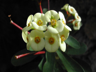 Картинка цветы молочай