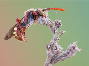 Картинка дмитрий монастырский сама спит лапы отдыхают животные пчелы осы шмели
