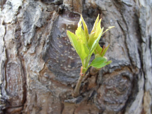 Картинка природа макро