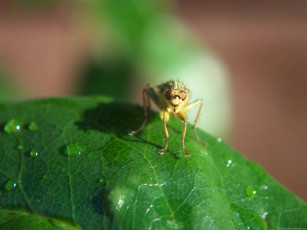 Картинка животные насекомые