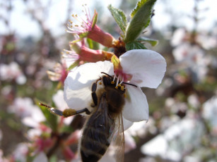 Картинка животные пчелы осы шмели