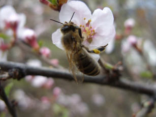 Картинка животные пчелы осы шмели