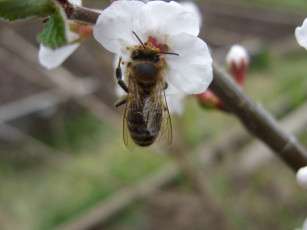 Картинка животные пчелы осы шмели