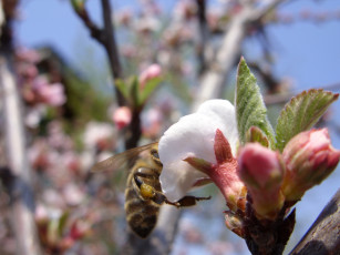 Картинка животные пчелы осы шмели