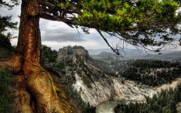 Картинка природа деревья