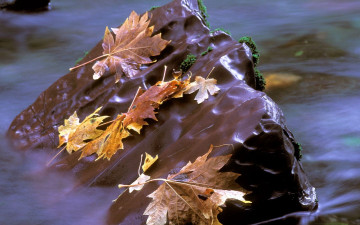 Картинка природа листья