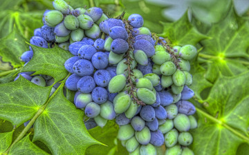 Картинка природа Ягоды