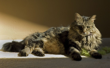 Картинка животные коты