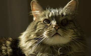 Картинка животные коты