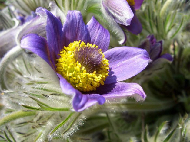 Обои картинки фото цветы, анемоны, адонисы