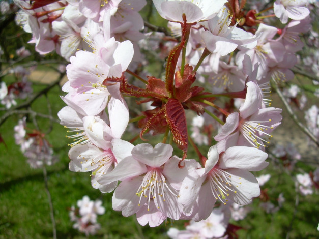 Обои картинки фото цветы, цветущие, деревья, кустарники