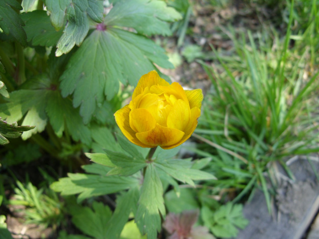 Обои картинки фото цветы, калужницы, лютики