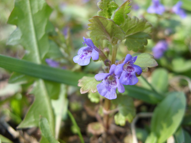 Обои картинки фото цветы, луговые, полевые