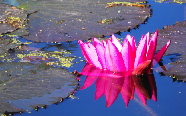 Обои картинки фото цветы, лилии, водяные, нимфеи, кувшинки