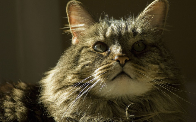 Обои картинки фото животные, коты