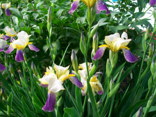 Картинка автор тараненко цветы ирисы