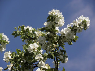 Картинка цветы цветущие деревья кустарники