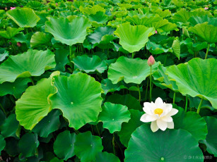 Картинка цветы лотосы