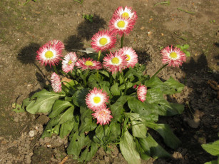 Картинка цветы маргаритки бессмертник