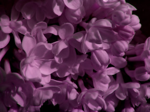 Картинка цветы сирень