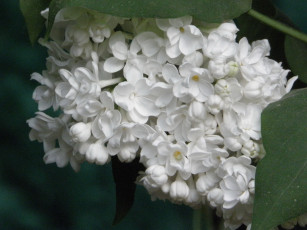 Картинка цветы сирень