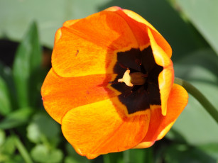 Картинка цветы тюльпаны