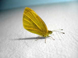 Картинка животные бабочки