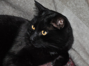 Картинка животные коты